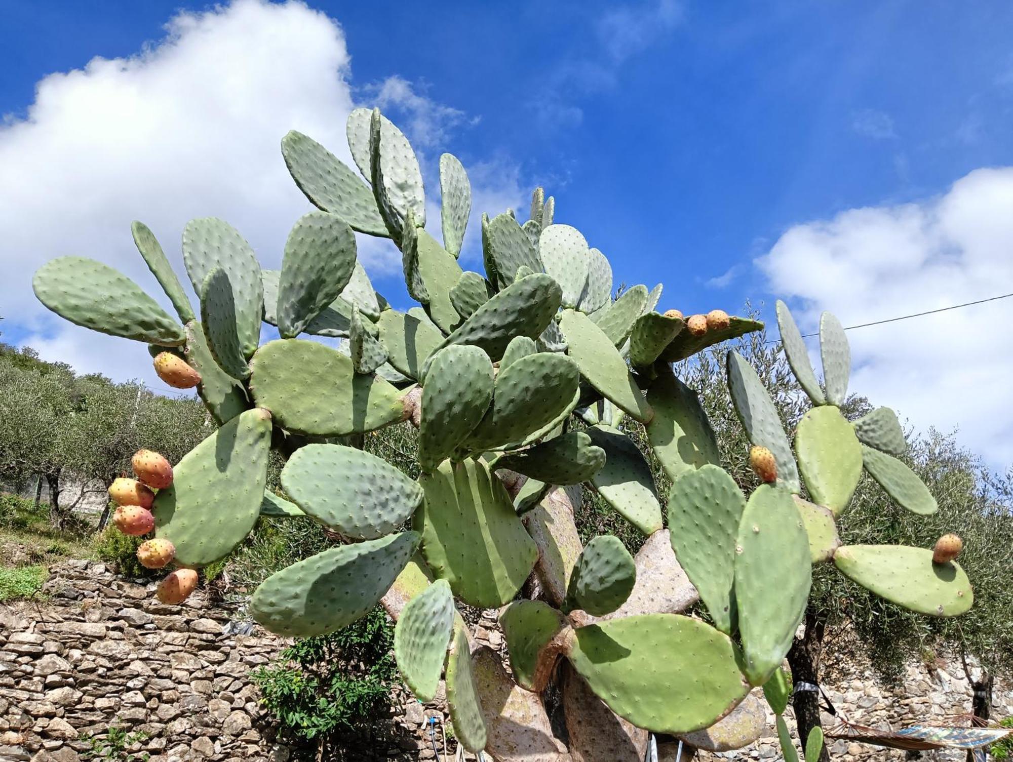 키아바리 Le Drupe 빌라 외부 사진